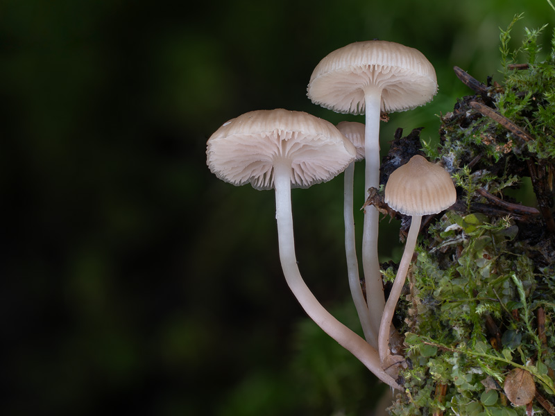 Fayodia bisphaerigera Fayodia bisphaerigera